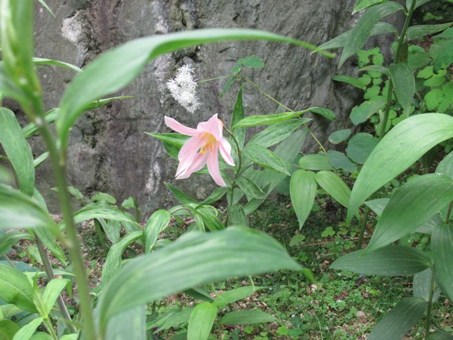 niwa24.jpg