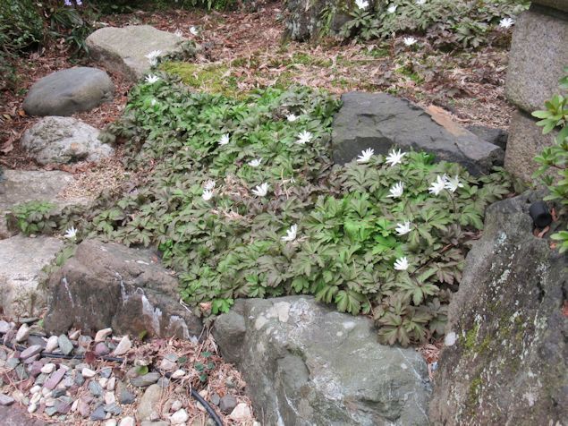 niwa3.jpg