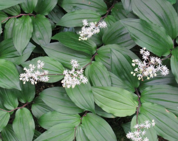 niwa6.jpg